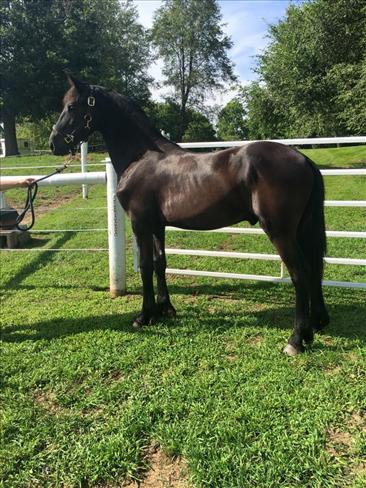 Friesian Yearling Stud Colt