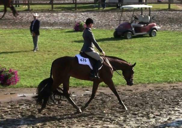 Beautiful, coming 3yo, bay mare by AYA for sale