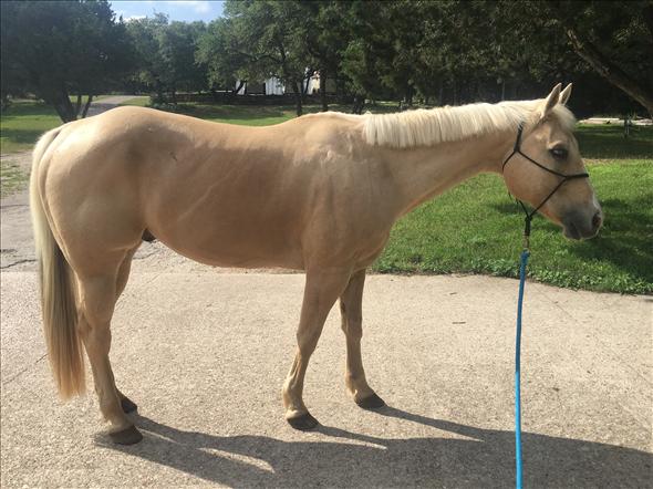Dennis is the perfect Quarter horse for you on adoption