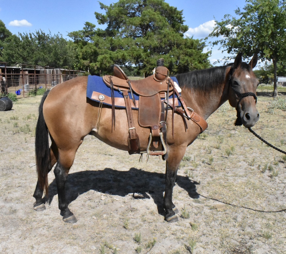 Well Broke 8 yr old Quarter Horse Mare