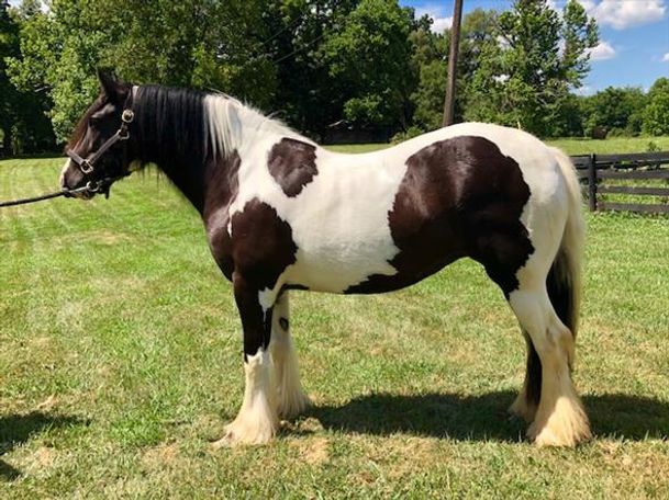 trained gypsy vanner horse