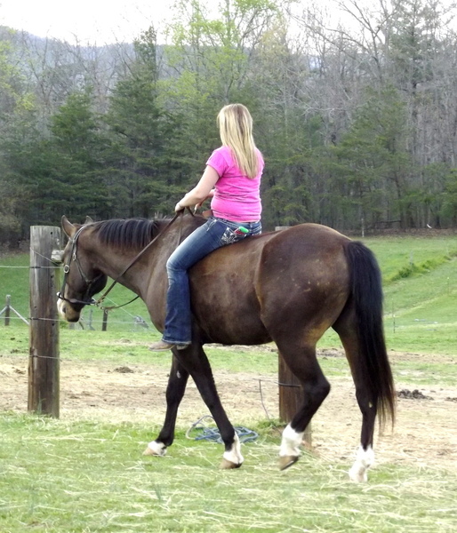 Incredible Quarter horse for sale