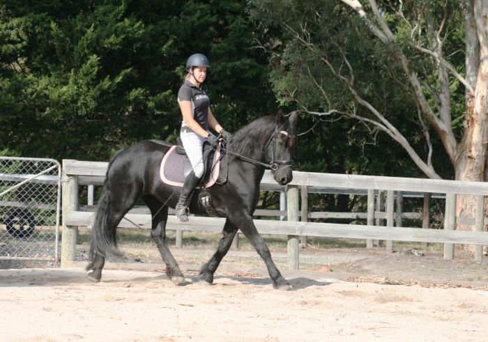 sweet and talented 6year old Friesian Gelding