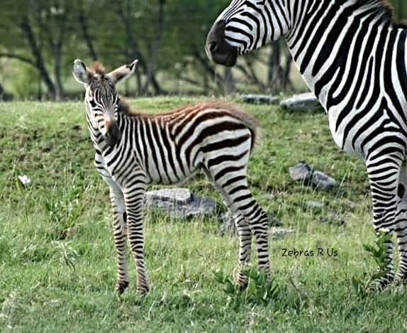 Zebra Filly and Colt for sale