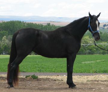 Black, showy mare, excellent pedigree