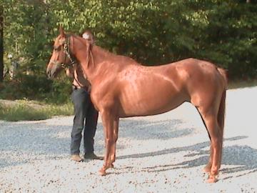 Good looking Mare for sale