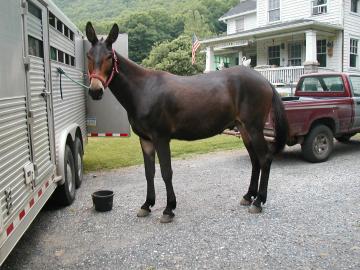 Mule for sale