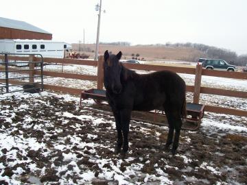 AQHA Yearling For Sale