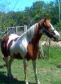 APHA 4 year old registered paint