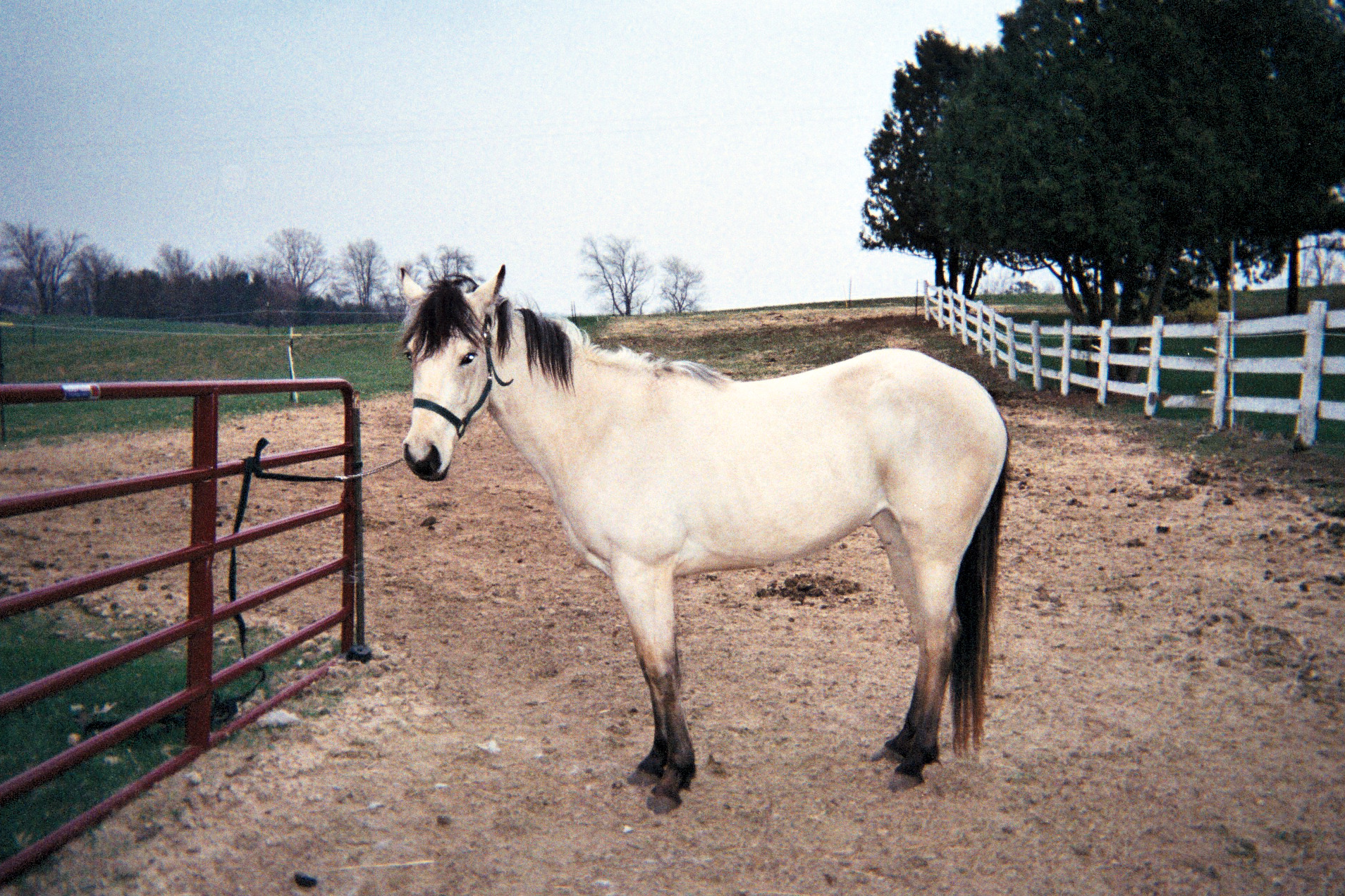 Pretty Buckskin Quarter Pony