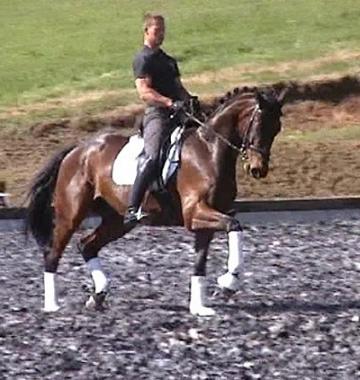 Impressive dressage youngster with super potential