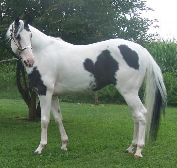 AT STUD-Homozygous for Tobiano- COLOR GUARANTEED!!