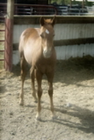 MARE AND FOAL FOR SALE