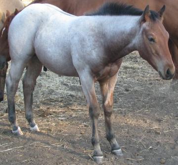 Awesome Bay Roan Colt, great disposition and bloodlines