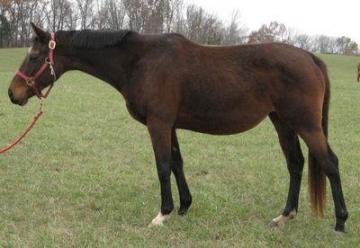 TB mare in foal for sale or trade broke to ride.