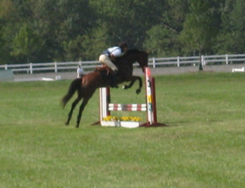 Young Event Horse