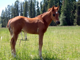 Gorgeous Stallion or English prospect
