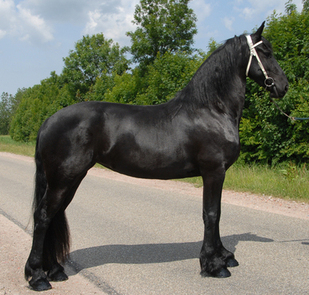 Outstanding Friesian Stallion Available