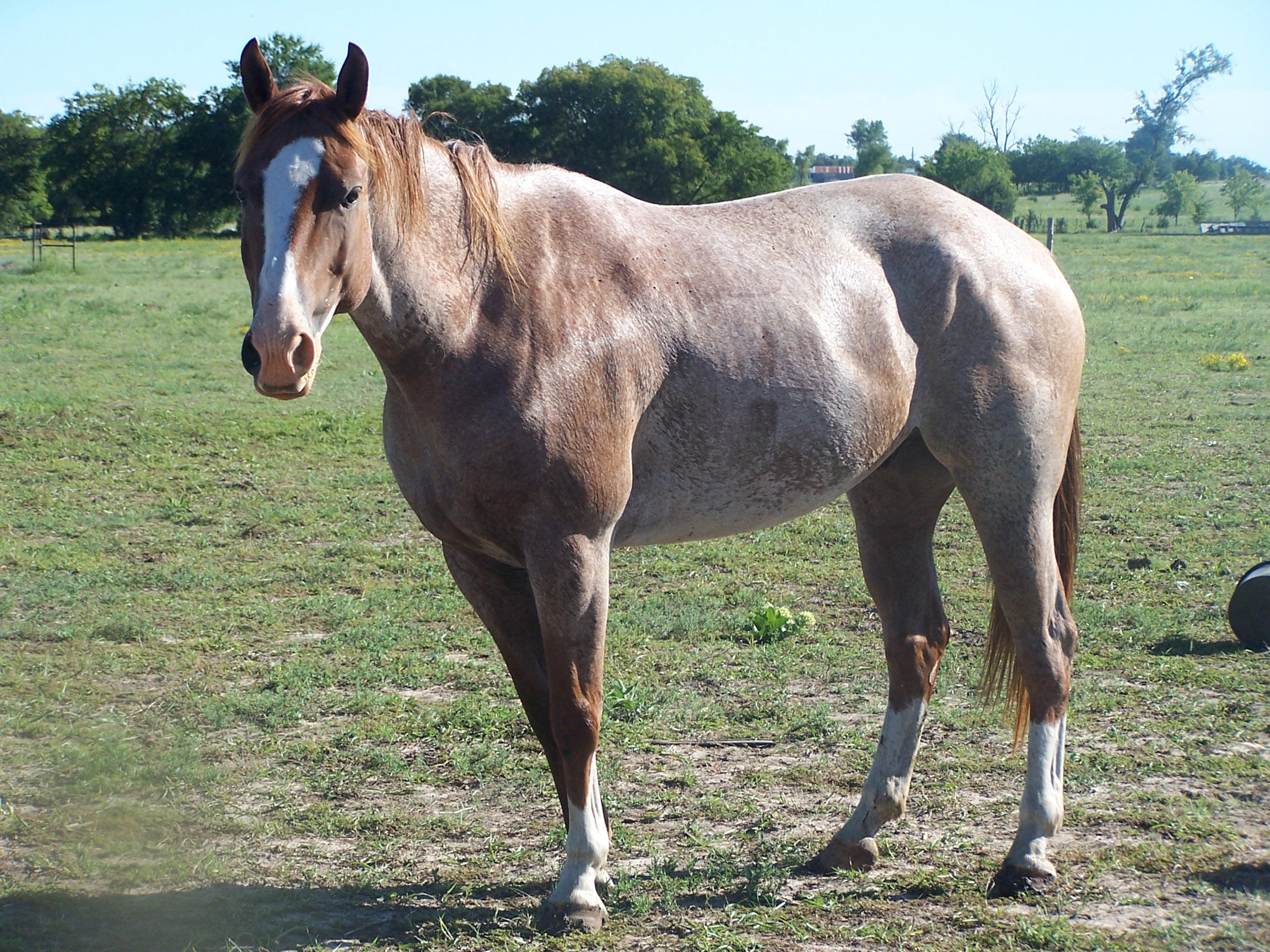 red roan