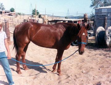 LOOKING FOR THIS MARE; 25 yrs old+; sorrel