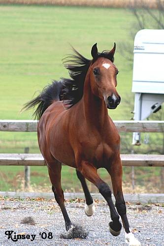 Beautiful Arabian Sport Horse Prospect