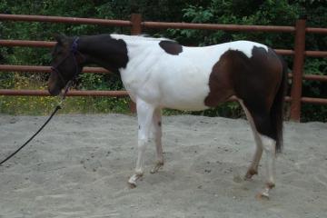 Gorgeous APHA/TB Filly