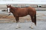 Flashy 16h 3 yr. old TB for sale or stallion prospect