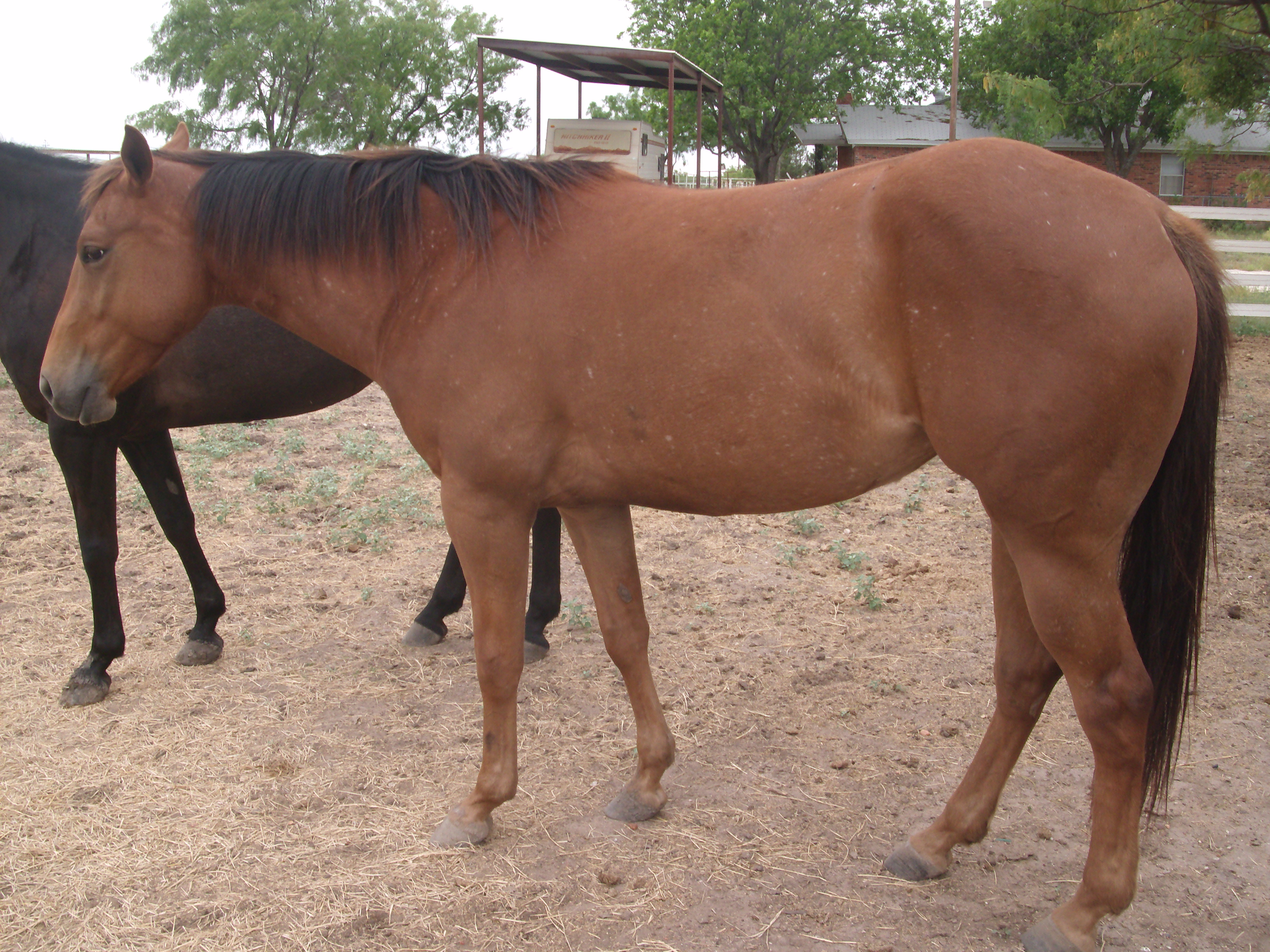 Great champion bred filly