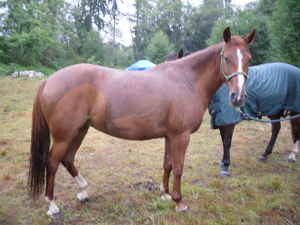 5 year old SAFE mare for sale