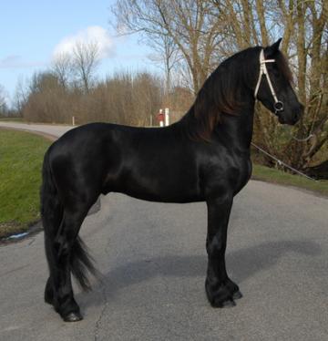 Healthy and Strong Friesian Horses for sale