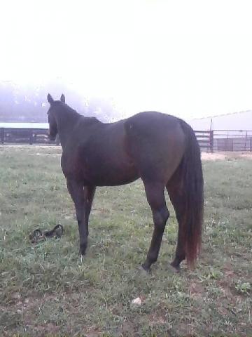 Beautiful TB Mare with Endless Possiblity