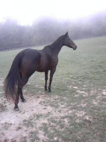 Beautiful TB Mare with Endless Possiblity