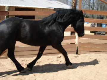 Great Champion friesian Gelding ready for a new home