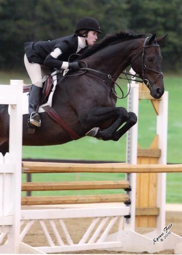 Training Level Event Horse For Sale $20,000