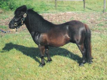 Flashy Black Stallion