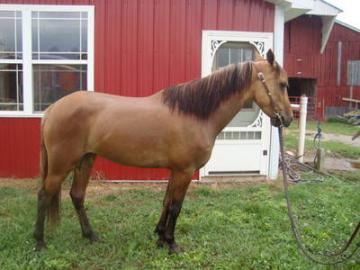Dunn Quarter Pony For Sale