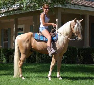 Palomino Tennessee Walking Horse For Sale