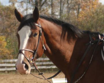 Bay Canadian Sport Horse For Sale
