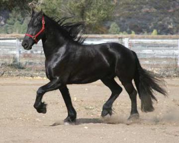 black friesian horse for sale