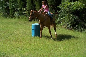 Skip awesome AQHA registered gelding for sale