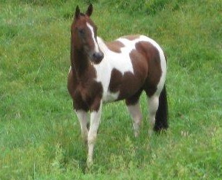 ***Nice mare safe for kids, must to sell***