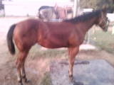 Yearling Appy Filly!!