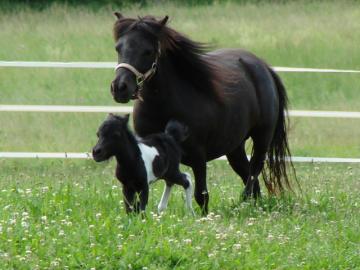 Adorable Miniature Horse Foals