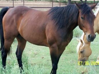 Ranch Horse - Used in Feedyard