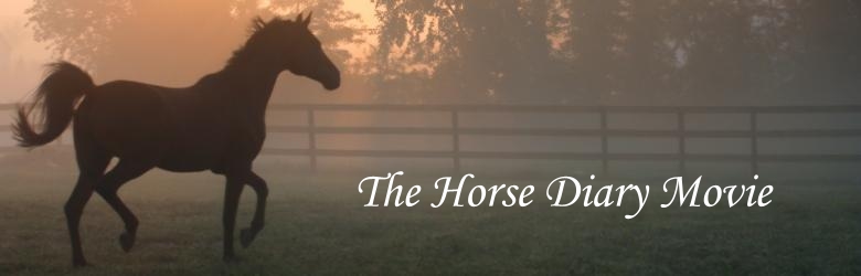 American Dream Horses .Com